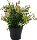 PLANT IN PP POT - 8 Stylish Designs