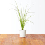 Click and Grow Chives Plant Pods (3 Packs)